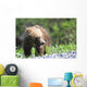 Close-Up Of Grizzly Bear Cub With Mouthful Of Grass Wall Mural