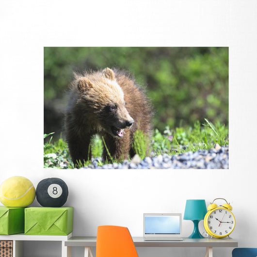 Close-Up Of Grizzly Bear Cub With Mouthful Of Grass Wall Mural