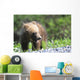 Close-Up Of Grizzly Bear Cub With Mouthful Of Grass Wall Mural
