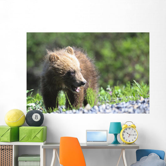 Close-Up Of Grizzly Bear Cub With Mouthful Of Grass Wall Mural