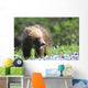 Close-Up Of Grizzly Bear Cub With Mouthful Of Grass Wall Mural
