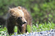 Close-Up Of Grizzly Bear Cub With Mouthful Of Grass Wall Mural