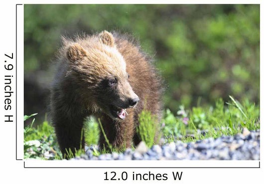 Close-Up Of Grizzly Bear Cub With Mouthful Of Grass Wall Mural
