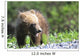 Close-Up Of Grizzly Bear Cub With Mouthful Of Grass Wall Mural