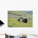 Grizzly Bear Sow And Cub On Tundra Hillside At Stony Hill Wall Mural