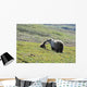 Grizzly Bear Sow And Cub On Tundra Hillside At Stony Hill Wall Mural