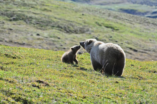 Grizzly Bear Sow And Cub On Tundra Hillside At Stony Hill Wall Mural