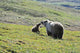 Grizzly Bear Sow And Cub On Tundra Hillside At Stony Hill Wall Mural