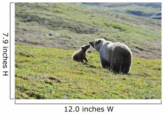Grizzly Bear Sow And Cub On Tundra Hillside At Stony Hill Wall Mural