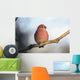 Adult Male Pine Grosbeak Sits On Branch In Anchorage, Alaska, Fall Wall Mural
