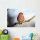 Adult Male Pine Grosbeak Sits On Branch In Anchorage, Alaska, Fall Wall Mural