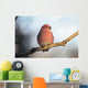 Adult Male Pine Grosbeak Sits On Branch In Anchorage, Alaska, Fall Wall Mural