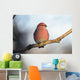 Adult Male Pine Grosbeak Sits On Branch In Anchorage, Alaska, Fall Wall Mural