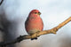 Adult Male Pine Grosbeak Sits On Branch In Anchorage, Alaska, Fall Wall Mural