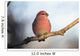 Adult Male Pine Grosbeak Sits On Branch In Anchorage, Alaska, Fall Wall Mural
