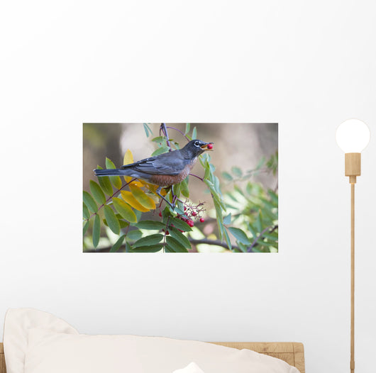 American Robin With Mountain Ash Berry In Beak Wall Mural
