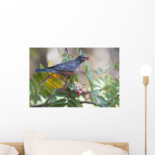 American Robin With Mountain Ash Berry In Beak Wall Mural