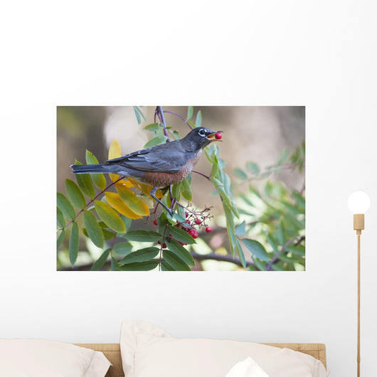 American Robin With Mountain Ash Berry In Beak Wall Mural
