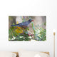 American Robin With Mountain Ash Berry In Beak Wall Mural