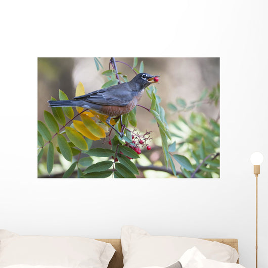 American Robin With Mountain Ash Berry In Beak Wall Mural