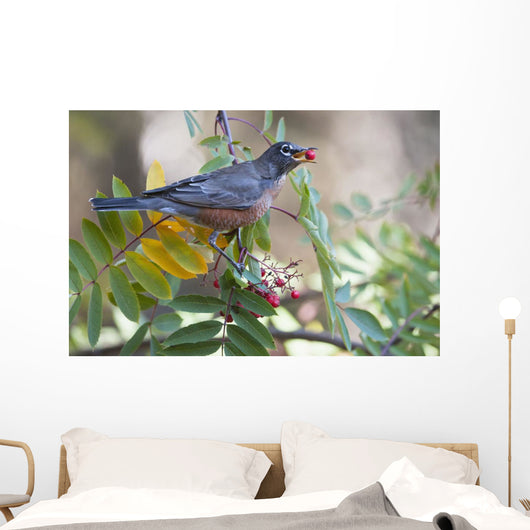 American Robin With Mountain Ash Berry In Beak Wall Mural