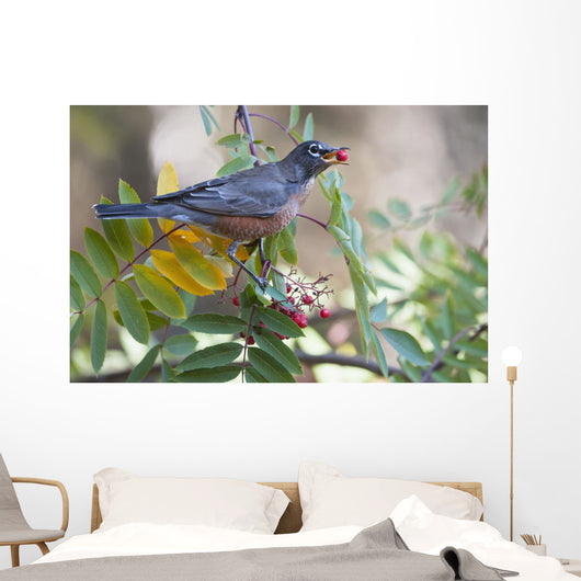American Robin With Mountain Ash Berry In Beak Wall Mural
