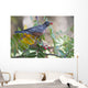 American Robin With Mountain Ash Berry In Beak Wall Mural