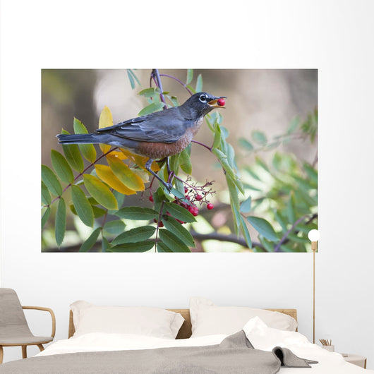 American Robin With Mountain Ash Berry In Beak Wall Mural