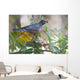 American Robin With Mountain Ash Berry In Beak Wall Mural