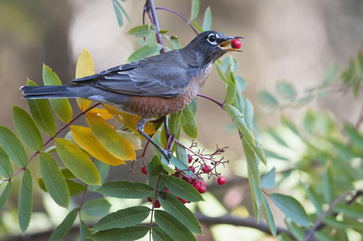 American Robin With Mountain Ash Berry In Beak Wall Mural