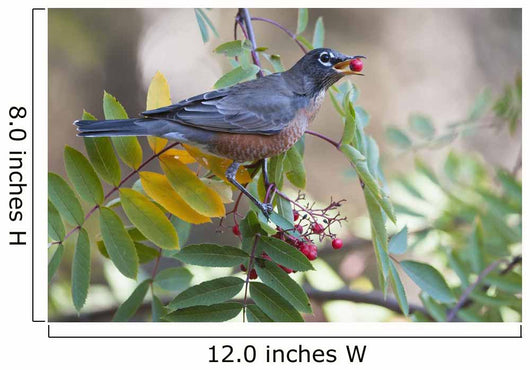 American Robin With Mountain Ash Berry In Beak Wall Mural