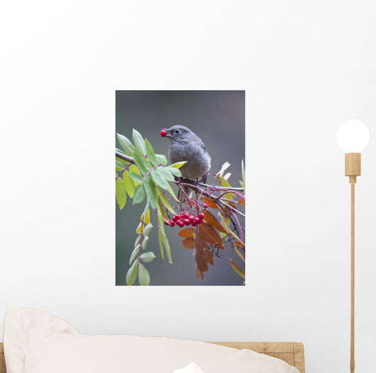 Townsend's Solitaire With Mountain Ash Berry In Beak Perched On Branch Wall Mural
