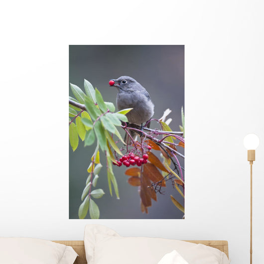 Townsend's Solitaire With Mountain Ash Berry In Beak Perched On Branch Wall Mural