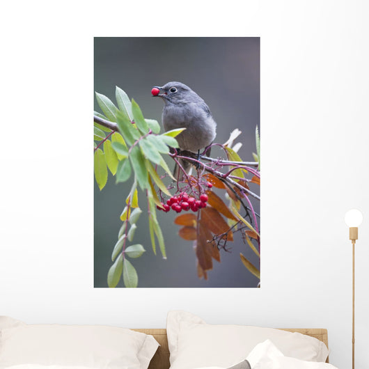 Townsend's Solitaire With Mountain Ash Berry In Beak Perched On Branch Wall Mural