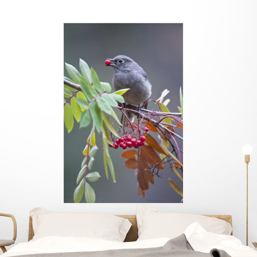 Townsend's Solitaire With Mountain Ash Berry In Beak Perched On Branch Wall Mural