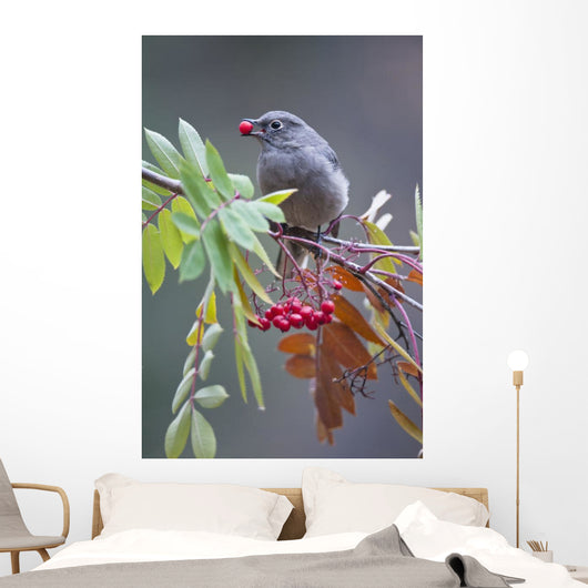 Townsend's Solitaire With Mountain Ash Berry In Beak Perched On Branch Wall Mural