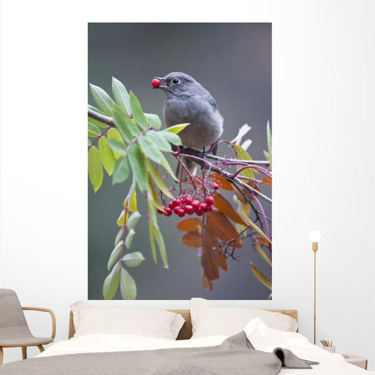 Townsend's Solitaire With Mountain Ash Berry In Beak Perched On Branch Wall Mural
