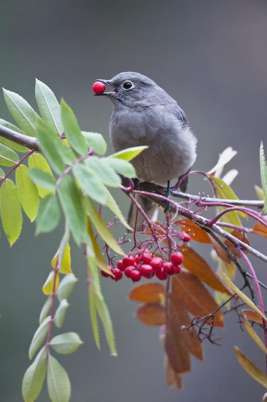 Townsend's Solitaire With Mountain Ash Berry In Beak Perched On Branch Wall Mural
