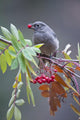Townsend's Solitaire With Mountain Ash Berry In Beak Perched On Branch Wall Mural