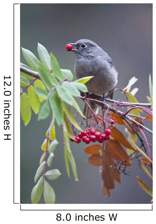 Townsend's Solitaire With Mountain Ash Berry In Beak Perched On Branch Wall Mural