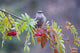 Townsend's Solitaire Perched Above Clump Of Berries Wall Mural