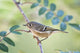 Ruby-Crowned Kinglet Perched On Mountain Ash Branch Wall Mural