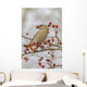 Close Up Of A Bohemian Waxwing With Mountain Ash Berry Wall Mural
