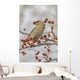 Close Up Of A Bohemian Waxwing With Mountain Ash Berry Wall Mural