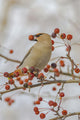 Close Up Of A Bohemian Waxwing With Mountain Ash Berry Wall Mural