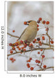 Close Up Of A Bohemian Waxwing With Mountain Ash Berry Wall Mural