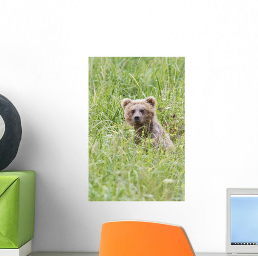 Grizzly Bear In Sedge Grass Wall Mural