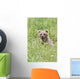 Grizzly Bear In Sedge Grass Wall Mural