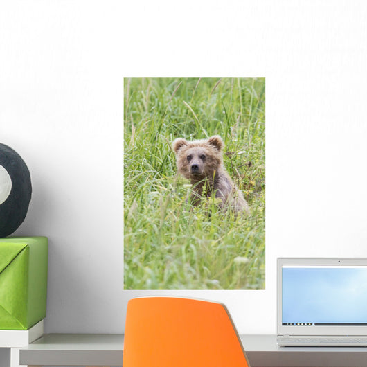 Grizzly Bear In Sedge Grass Wall Mural