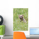 Grizzly Bear In Sedge Grass Wall Mural